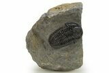 Detailed Gerastos Trilobite Fossil - Morocco #311060-3